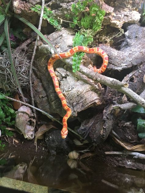 Bioactive Corn Snake Vivarium, Corn Snake Vivarium Ideas, Bioactive Corn Snake Enclosure, Corn Snake Terrarium Ideas, Milk Snake Enclosure, Cool Snake Enclosures, Corn Snake Vivarium, Corn Snake Terrarium, Corn Snake Enclosure Ideas