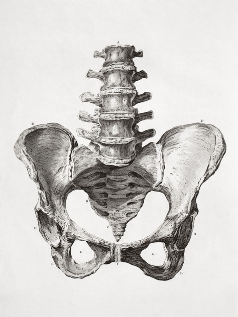 Darstellung der Beckenknochen The Human Skeleton, Anatomy Bones, Skeleton Anatomy, Skeleton Drawings, Human Skeleton, Human Figure Drawing, Human Anatomy Art, Anatomy Sketches, Skeleton Art