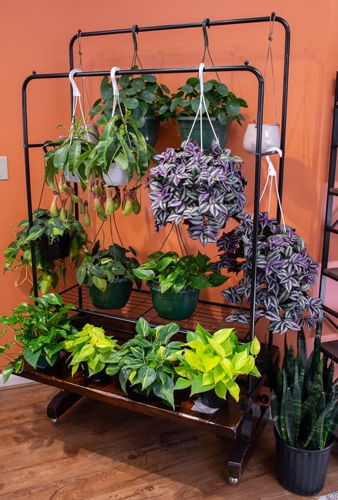 Beautiful hanging plants at Take Root Houseplant Shop in Frederick, MD! Hanging Plants Outdoor, Indoor Plant Wall, نباتات منزلية, Support Pour Plante, Herb Garden Design, Vertical Garden Diy, Hanging Plants Indoor, Balcony Plants, Plant Decor Indoor