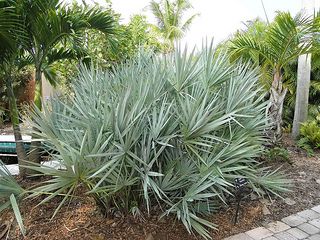 Serenoa repens; silver variety saw palmetto | by Sharpj99 Needle Palm Landscaping, Chusan Palm, Palm Tree Types, Backyard Planning, Livistona Chinensis, Needle Palm, European Fan Palm, Cold Hardy Palm Trees, Mexican Fan Palm