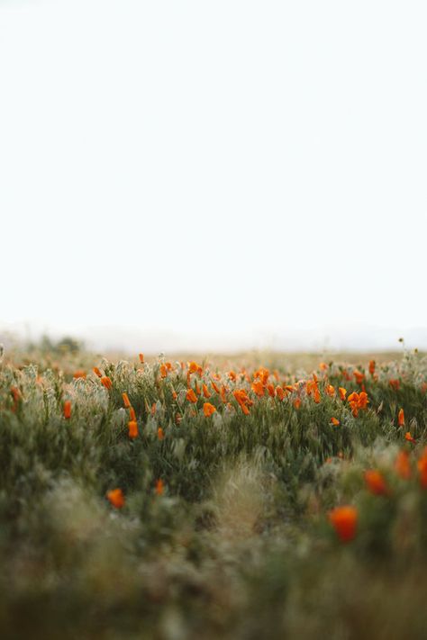 Landscape Designs, Weekend Getaways, White Sky, Poppy Field, California Poppy, Alam Yang Indah, Nature Aesthetic, Photography Inspo, Image Hd