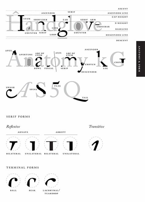 Anatomy of font. I'm such a geek.. Letter Anatomy, Anatomy Of Typography, Typography Rules, Type Anatomy, Infographic Inspiration, Type Specimen, 타이포그래피 포스터 디자인, Typography Love, Typeface Font