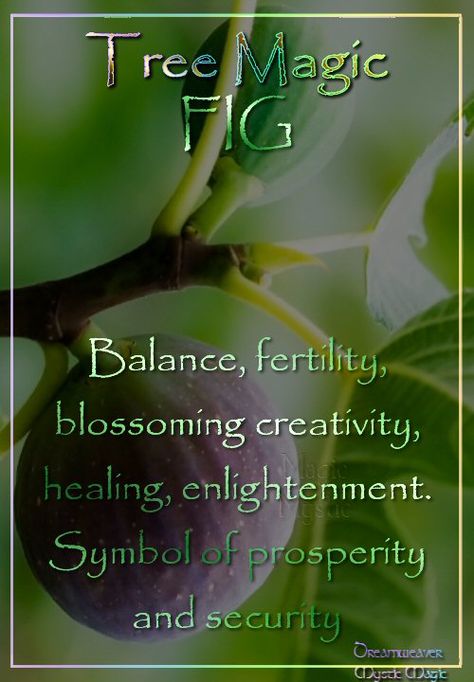 Fig Spiritual Meaning, Indigenous Teachings, Enlightenment Symbol, Herb Meanings, Spiritual Remedies, Tree Names, Tree Meanings, Grandmother Willow, Talking Stick