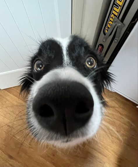 Cute Border Collies, Border Collie Aesthetic, Border Collie Funny, Black Border Collie, Dog Border Collie, Border Collie Puppy, Collie Puppies, Border Collie Puppies, Border Collie Dog