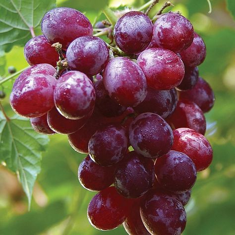 Types Of Grapes, Catawba Grapes, Grow Grapes, Van Zyverden, Vine Fruit, Grape Plant, Plant Zones, Frosé, Growing Grapes