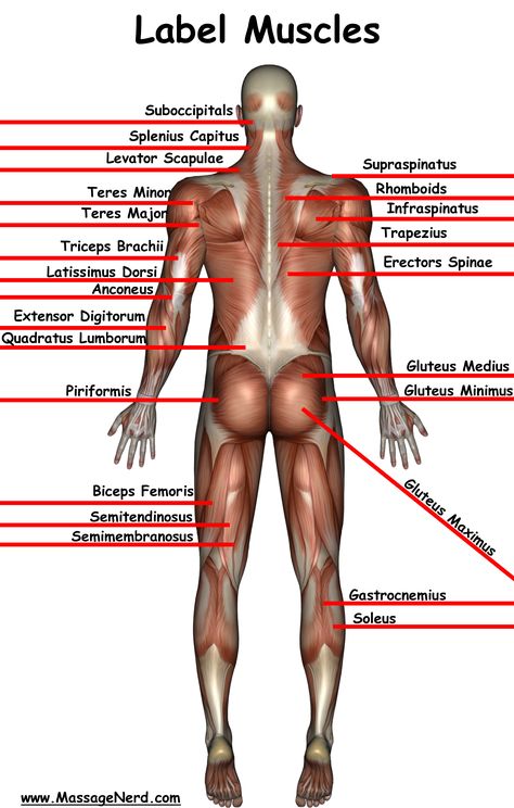 Welcome to the Information Highway of Massage Therapy! Massage Nerd is: the largest massage website with 3,500+ massage videos, 10,000+ massage pictures, 4,000+ massage test questions and so much more! Subscribe to my newsletter to keep up to date on what is happening in the massage world. If you can't find it on massagenerd, then I will find it for you! Muscle Chart, Muscle Names, Massage Therapy School, Massage School, Pinterest Lifestyle, Muscle Reference, Massage Pictures, Sports Massage Therapy, Massage Therapy Business