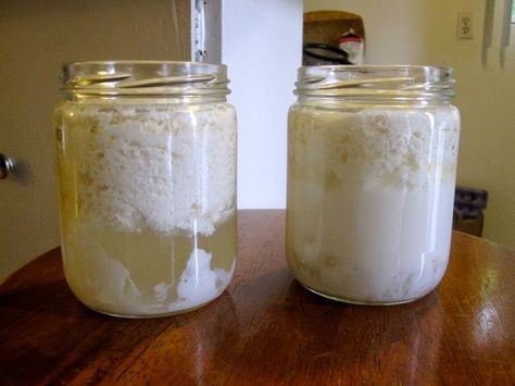 Kefir é um probiótico produzido pela fermentação do leite.Ele possui um aspecto semelhante ao Iogurte, mas o seu valor nutricional e terapêutico é muito superior. Essen, Kefir Benefits, Fermented Milk, Kefir Grains, Milk Kefir, Natural Probiotics, Fermented Drink, Sour Taste, Low Carb Paleo