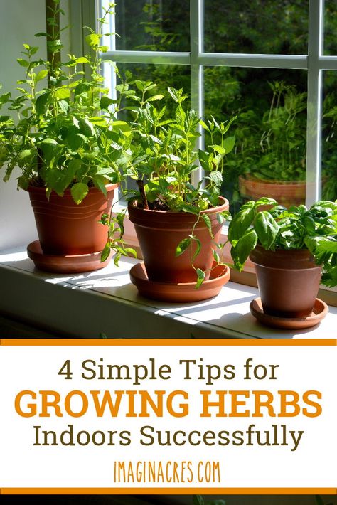 Medicinal Remedies, Windowsill Herb Garden, Vertical Herb Gardens, Window Herb Garden, Easy Herbs To Grow, Growing Herbs Indoors, Windowsill Garden, Herb Garden In Kitchen, Hanging Herbs