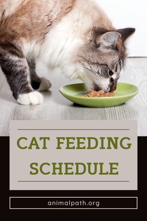 Cat Feeding Schedule, Force Feeding, Homemade Cat Food, Cat Diet, Sick Cat, Best Cat Food, Cat Nutrition, Kitten Food, Homemade Cat