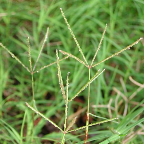 Bermuda Grass, Thug Girl, Types Of Grass, Health Signs, Pretty Green, The Favorite, Lord Ganesha, Sun Dried, Green Grass