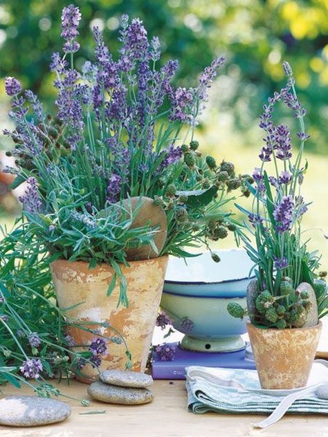 potted lavender wedding centerpiece / http://www.himisspuff.com/potted-plants-wedding-decor-ideas/6/ Lavender Potted Plant, Lavender Plants, Plants In Pots, Lavender Cottage, Deco Nature, Lavender Garden, Secret Gardens, Romantic Mood, Purple Home