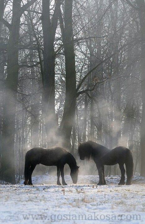 Freshians Divine Core, Fresian Horses, Friesian Horses, Heart Surgeon, Horse Aesthetic, Black Horses, Most Beautiful Horses, Friesian Horse, Most Beautiful Animals