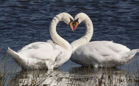 nature geese make heart for love. Nature, Swans, Romantic Animals, Heart In Nature, Power Animal, I Love Heart, Heart Images, Happy Heart, Beautiful Heart