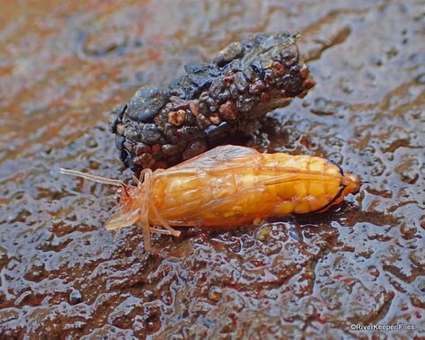 October Caddis Pupa Out of Case | www.johnkreft.com Caddis Fly Larvae, Scud Fly Patterns, Blue Winged Olive, Cicada Molting, Aquatic Insects, Stillwater Fly Patterns, Saltwater Fly Patterns, Caddis Flies, Fly Box