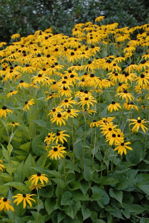 Black-eyed Susan (Rudbeckia fulgida ‘Goldsturm’) Best Perennials For Shade, Enchanted Gardens, Best Perennials, Diy Network, Enchanted Garden, Black Eyed Susan, Black Eyed, Beautiful World, Yellow Flowers