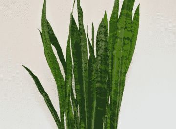 Snack Plant Care, Snack Plant, Sansevieria Laurentii, Plant Care Guide, Snake Plant Care, Easy Care Houseplants, Easy House Plants, Sansevieria Trifasciata, Worm Composting