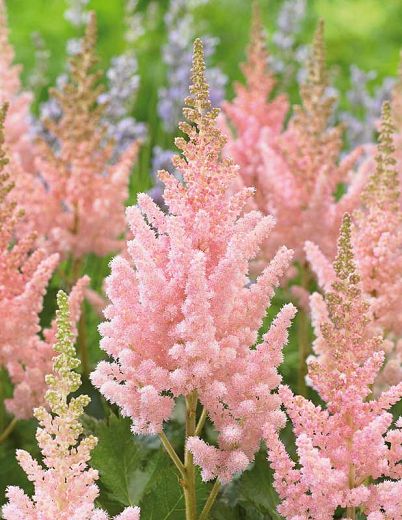 Astilbe Flower, Flowers Opening, Plantain Lily, Blush Pink Flowers, Bog Garden, Front Garden Landscape, Plant Fungus, Balcony Plants, Easy Care Plants