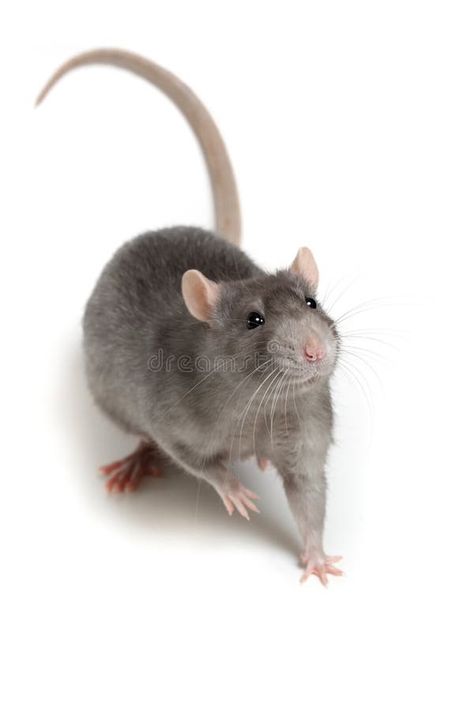 Gray rat isolated on white background royalty free stock photography Rat Side Profile, Rat Reference Photo, Rats Photography, Trimurti Arts, Rat Reference, Rat Photos, Animal Reference Photos, Rat Image, Rat Mask