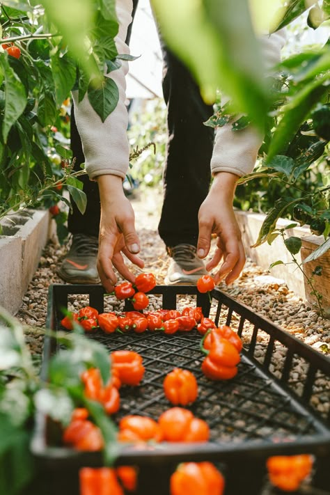 Garden Food Photography, Farm Produce Photography, Allotment Photography, Vegetable Garden Photography, Garden Lifestyle Photography, Gardening Products, Groceries Photography, Gardening Photos, Permaculture Aesthetic