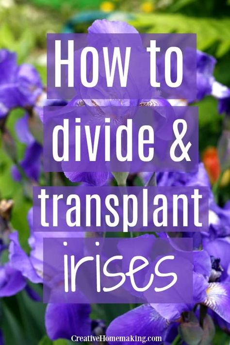 How And When To Divide Iris, When To Divide Iris Bulbs, Transplanting Iris In Spring, When To Move Iris Bulbs, Dividing Iris Plants, How To Plant Irises, Iris Beds Flowers Garden, Replanting Iris Bulbs, Iris Care After Bloom