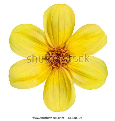 Six Fresh Petals of Beautiful Yellow Dahlia Flower Isolated on White Background