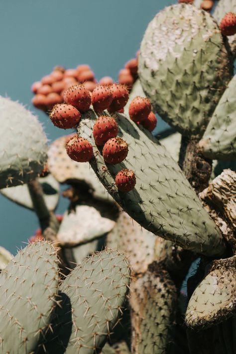 Prickly Pear Art, Succulent Photography, Photography Minimal, Pear Art, Desert Aesthetic, Cactus Photography, Nature Art Prints, Western Wall Art, Plant Photography