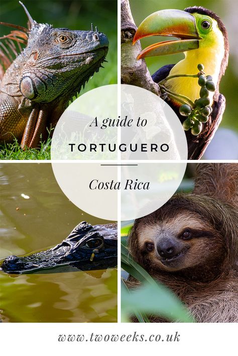 Tortuguero National Park, Costa Rica, South America Destinations, South America Travel Route, Costa Rica Itinerary, South America Travel Photography, Costa Rica Wildlife, Costa Rica Hotel, South America Travel Destinations