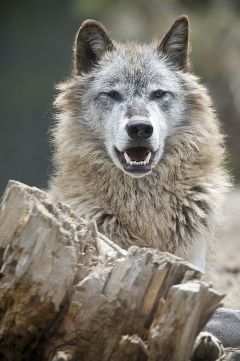 Yawning Wolf by Pat Bonish on 500px Old Wolf, Sif Dark Souls, Wolf Husky, Wolf Photos, Wolf Love, Wild Wolf, Wolf Pictures, Wolf Spirit, Beautiful Wolves