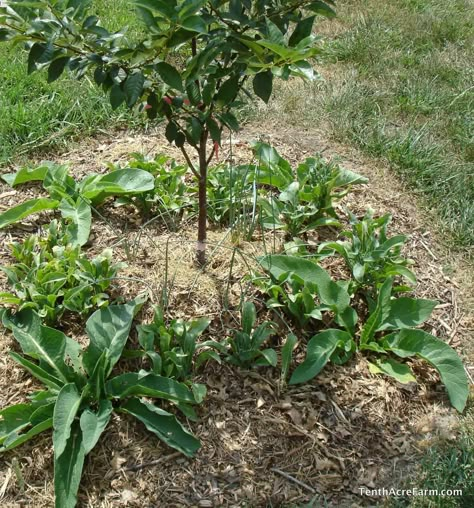 Fruit Forest Garden, Banana Tree Guild, Norwegian Kitchen Witch, Apple Tree Guild, Permaculture Guilds, Fruit Tree Guild, Tree Guild, Planting Fruit Trees, Fruit Tree Garden