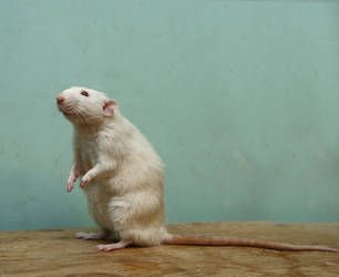 Rat Sitting, White Rat, Fancy Rat, Cats Cradle, A Rat, Cute Rats, Love You Images, Mouse Rat, Pet Rats