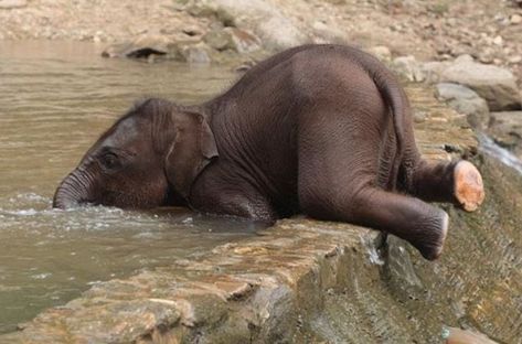 Pictures Worth More Than 1000 Words (24 images) Elephant Rescue, Dekoratívne Vence, Drinking Design, Elephant Pictures, Elephants Photos, Baby Elefant, Save The Elephants, Baby Animals Pictures