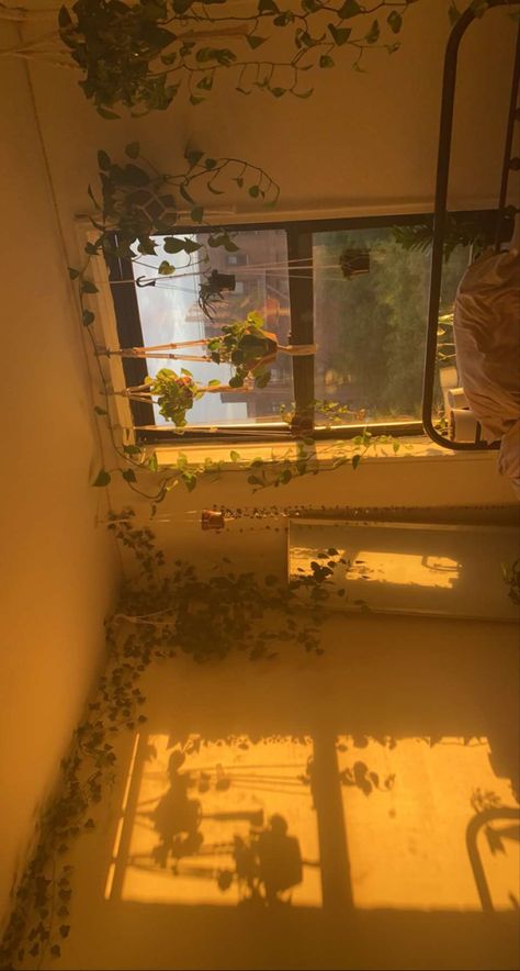 Plant Bedroom ideas, plants, bedroom, golden hour, sunrise bedroom inspo, aesthetic, houseplants, plant curtain Golden Room Aesthetic, Golden Hour Bedroom, Golden Hour Bedroom Aesthetic, Sunlit Room Aesthetic, Golden Hour Aesthetic Wallpaper, Plant Bedroom Ideas, Golden Hour Room Aesthetic, Yellow Ethereal Aesthetic, Bedroom Ideas Plants