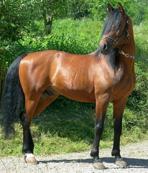 Arabian horse shagya ( stallion ) Shagya Arabian, Horse Photography Poses, Horse Beautiful, Horse Therapy, Most Beautiful Horses, Horse World, Majestic Horse, Horses And Dogs, All The Pretty Horses