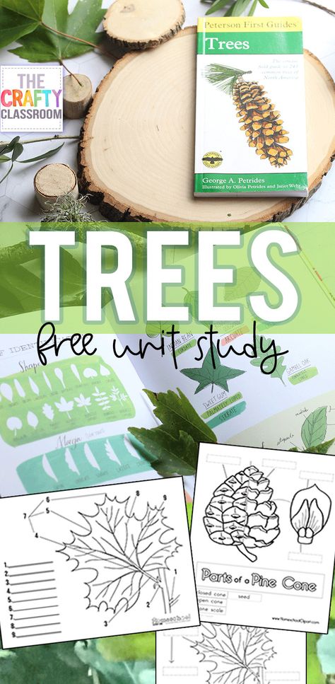 Turtle Lesson Plans, Forest School Printables, March Unit Studies, Nature Study For Preschoolers, Salem Witch Trials Unit Study, Botany Unit Study, Kindergarten Unit Studies, Trees Activities, Tree Unit Study