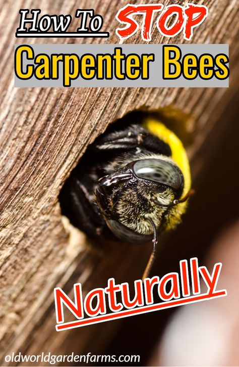 Carpenter Bee House, Wood Bees How To Get Rid Of, Carpenter Bee Repellent Diy, Carpenter Bee Trap Diy, How To Get Rid Of Carpenter Bees, Carpenter Bees How To Get Rid Of, How To Get Rid Of Bees Outside House, Bee Deterrent, Natural Bee Repellent