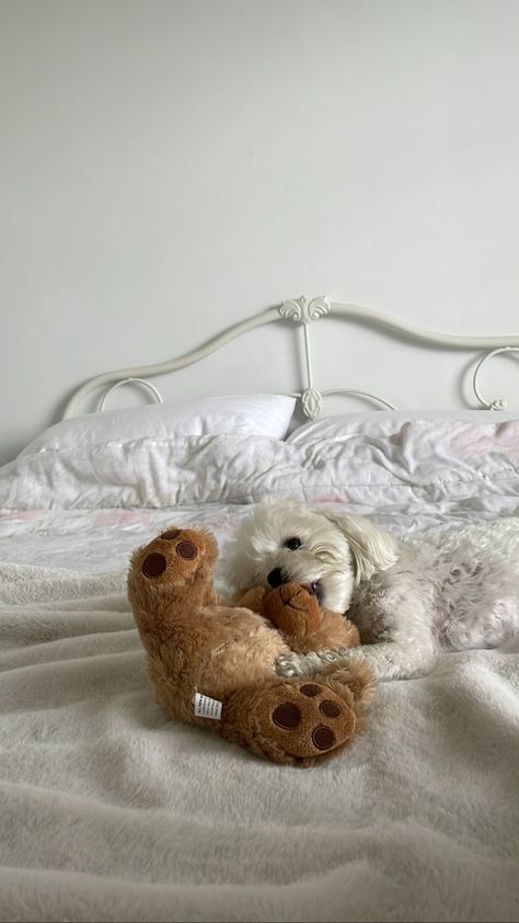 Aesthetic Maltese Dog, Maltese Puppy Aesthetic, Maltese Dogs Aesthetic, Maltese Aesthetic, Cute White Dogs, Maltese Dog, Dog Training Techniques, Dog Nutrition, Dog Stories