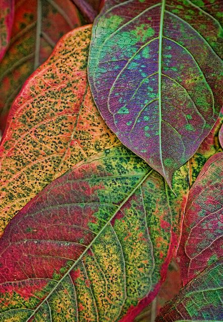 Fall Leaf Photography, Fall Leaves Painting, Leaves Texture, Colourful Leaves, Leaves Photography, Autumn Leaves Art, Leaf Photography, Autumn Beauty, Tree Leaves