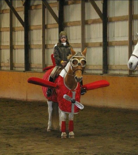 22 Costumes That Prove Horses Always Win At Halloween 2 Horse Halloween Ideas, Horse Halloween Costumes, Cowgirl Outfit, Horse Costumes, Horse Dress, Hallowen Costume, Horse Crafts, Mini Horse, Crazy Outfits