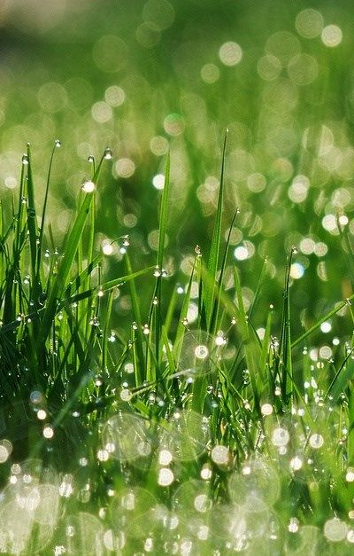 نباتات منزلية, Matka Natura, Bokeh Photography, Morning Dew, Water Droplets, Jolie Photo, Alam Semula Jadi, The Grass, Rain Drops