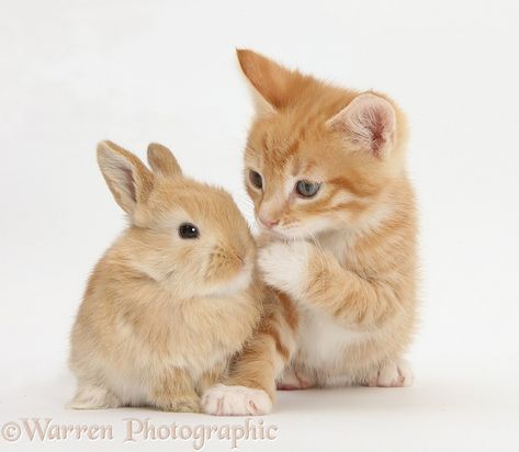 Photograph of Ginger kitten, Tom, 7 weeks old, and baby sandy Lop rabbit. Rights managed white background Pets image. Lop Rabbit, Ginger Kitten, Types Of Cats, Image Chat, Cat Sleeping, Dreamy Art, Animal Rights, Animals Images, 귀여운 동물