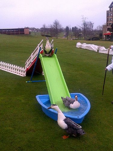 Duck Herding, a great and unusual teambuilding activity located at Celtic Manor Hotel in Newport Duck Slide Diy, Diy Duck Enclosure, Duck Enclosure Ideas, Duck House Diy, Duck Slide, Backyard Chicken Coop Diy, Duck Enclosure, Duck House Plans, Chickens Coop