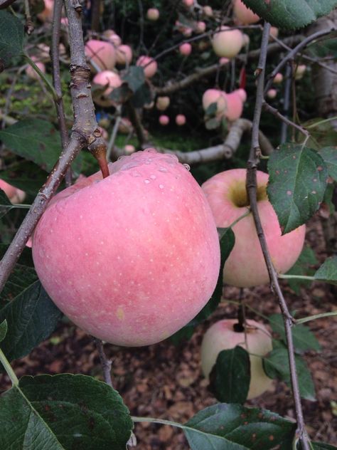 Tout Rose, Pink Foods, Pink Apple, Poses References, Fruit Garden, Tickled Pink, Everything Pink, Apple Tree, Pink Love