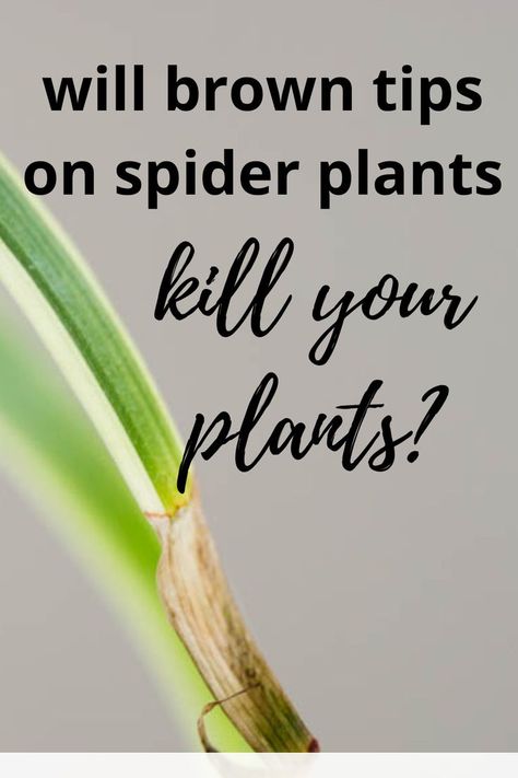 spider plant with brown tips Spider Plant Care, Brown Tips, Plant Care Tips, Spider Plant, Spider Plants, Green Garden, Garden Cottage, Plant Care, Fix It