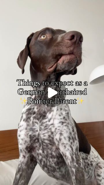 Bodi Van Sumeren on Instagram: "You could make 100 of these and not cover all their quirks 😂. Love the pointer life 🤍
•
•
•
#germanshorthairedpointer #gsp #gspofinstagram #gspcommunity #gspoftheday #gsplove #gsplife #gspdaily #gspworld #germanshorthairedpointersofinstagram #germanshorthairpointer #pointer #pointerparents #pointerdog #pointerdogs #huntingdogs #dogsofinstagram #doglover" German Shorthaired Pointer Puppies, German Short Haired Pointer Puppy, Short Haired German Pointer, Short Hair German Pointer, German Pointer Short Haired, German Short Haired Pointer, German Pointer, German Shorthair Pointer, Wired Haired Pointer