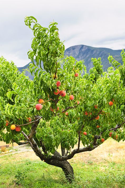 The peach is a semi-hardy deciduous woody perennial tree. A standard-sized peach tree will grow to 25 feet tall and just as wide if not pruned. A dwarf pea Fruit Garden, Peach Varieties, Fruit Growing, Growing Fruit Trees, Plantas Bonsai, Peach Tree, Peach Trees, Tree Care, Food Garden