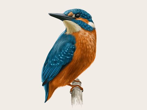 Kingfisher natalka dmitrova cardinal, vector, illustration, birds, northern, red, cute, animal, cartoon, wild, wildlife, isolated, design, nature, toucan, color, owl, bullfinch, flying, natural, woodpecker, watercolor, humming, tropical, background, hummingbird, exotic, green, hand, botanical, summer, drawing, branch, leaves, beautiful, silhouette, seagull, flock, wings, sky, pigeon, collection, dove, jungle, geography, colorful, asia, forest, turquoise, hand drawing, tutorial, how to draw, wate Kingfisher Drawing Simple, Kingfisher Bird Drawing, Kingfisher Art Drawings, Kingfisher Illustration, Watercolour Kingfisher, Birds Voice, Kingfisher Watercolor, Flying Bird Tattoo, Kingfisher Bird