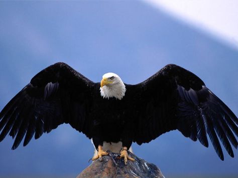 Chaque oiseaux est unique , et possède des caractéristiques qu’on peut faire aisément correspondre au caractère humain. Si on vous dit par exemple que vous êtes une poule, un perroquet ,ou un vau t… Eagle Wingspan, Types Of Eagles, Burung Beo, Aigle Royal, Eagle Images, Eagle Wallpaper, Eagle Pictures, Eagle Bird, Eagle Wings