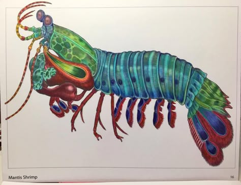 Peacock Mantis Shrimp Drawing, Mantis Shrimp Art, Mantis Shrimp Tattoo, Mantis Shrimp Drawing, Shrimp Drawing, Peacock Mantis Shrimp, Mantis Shrimp, Sea Creatures Art, Beautiful Bugs