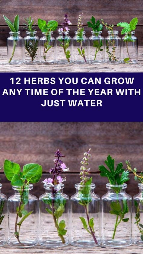 Water Herb Garden Indoor, Herbs That Can Grow In Water, Herbs In Water Growing, Propagating Herbs In Water, Vegetables That Grow In Water, Vegetables You Can Grow Indoors, How To Grow Herbs In Water, Herbs Grown In Water, What Plants Can Grow In Water