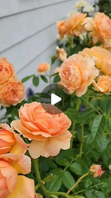 Erin Koberle on Instagram: "I made this video last summer one year after designing and installing this Rose garden. The At Last Rose and the Grace N' Grit Rose are such great performers. They established and performed so well after being in the ground for just a year. I love this color palette so much and I can't wait to see what this pathway garden looks like this coming season. 

#rosegarden #gardendesign #gardeninspiration #gardening #njgardener" At Last Rose, Pathway Design, Rose Garden Ideas, Pathway Garden, Rose Garden Design, Garden Pathway, The Grace, I Can't Wait, Rose Garden